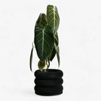 Design houten plantenpot voor binnen 'Bubbles'