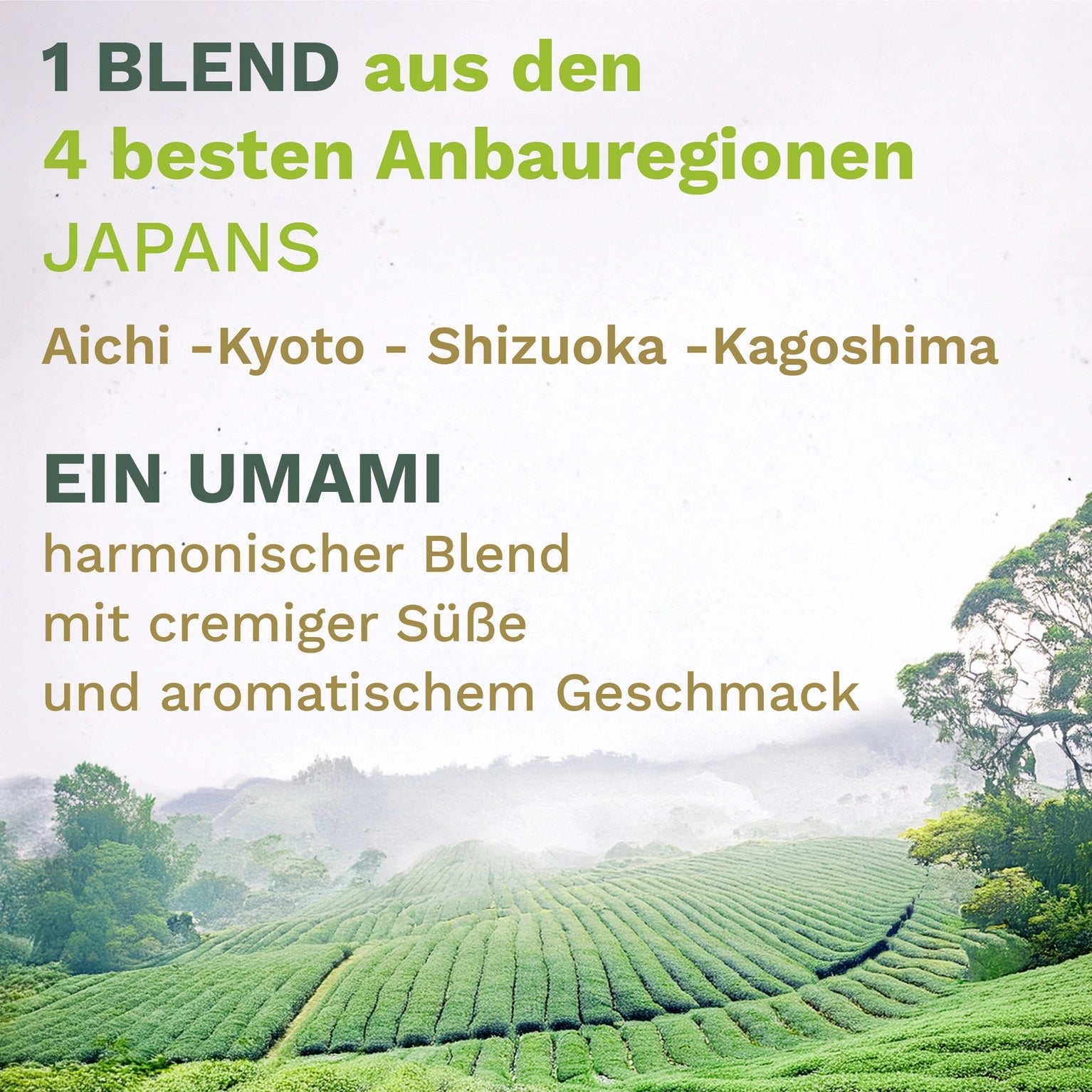 Matcha poeder biologisch Creano 30g of 50g