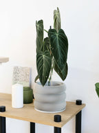 Design houten plantenpot voor binnen 'Bubbles'
